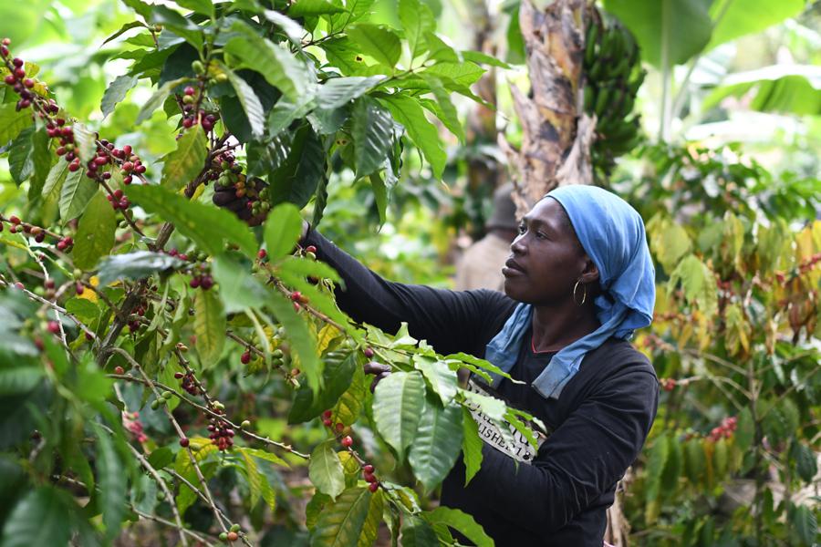Fincas de Café Crem en República Dominicana