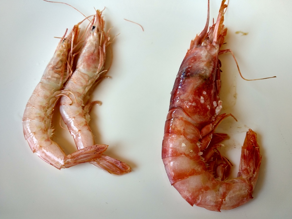 Duelo de gambas de Isla Cristina