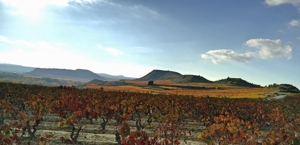 Las nuevas categorías de Rioja: cuáles son y qué significan 2