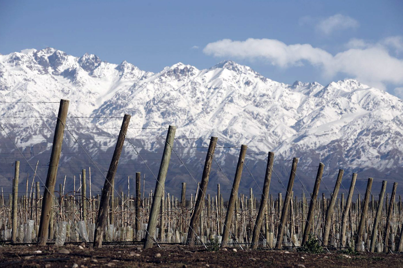 Uno de los viñedos de la familia Zuccardi en el Valle de Uco. 