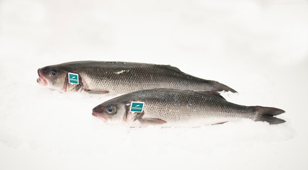 Recomendaciones de consumo de pescado: niveles de mercurio y anisakis 0