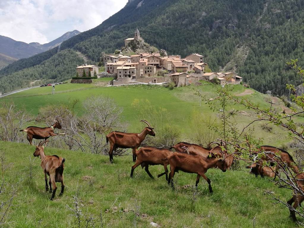 Mercè Lagrava, retrato de una quesera  de ciudad en el Pirineo 3