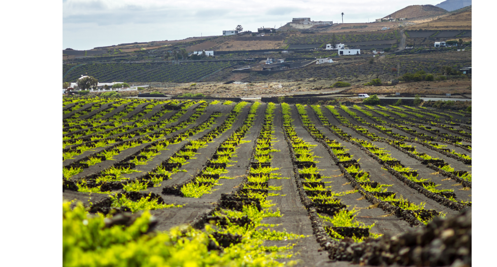 El Grifo se suma a la reconversión de viñedo a ecológico 0
