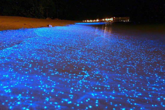 Japón: calamares luciérnaga y hongos bioluminiscentes 1