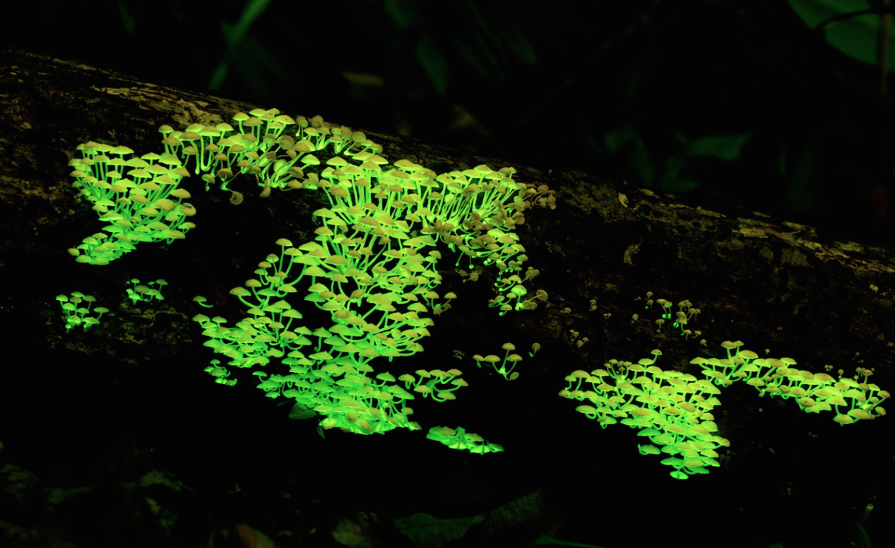 Japón: calamares luciérnaga y hongos bioluminiscentes 3