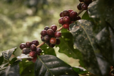 Los cafés  de Gran Canaria hacen la excepción 0