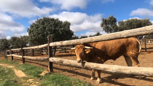 Buey El Capricho 1