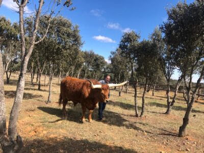 Entre vacas viejas, bueyes aún más viejos y cecinas 1