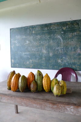 La lengua común del cacao 0