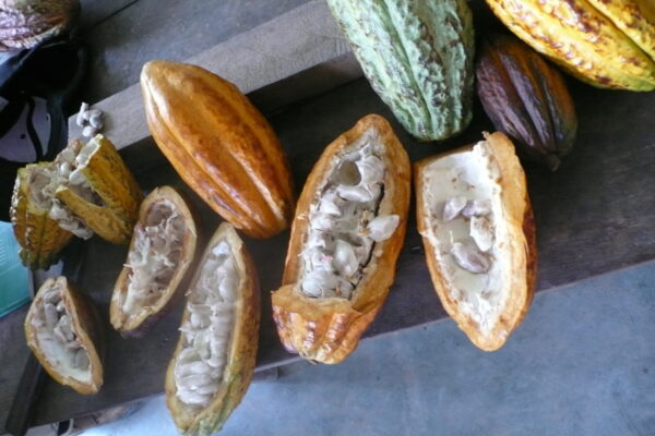 Cacao