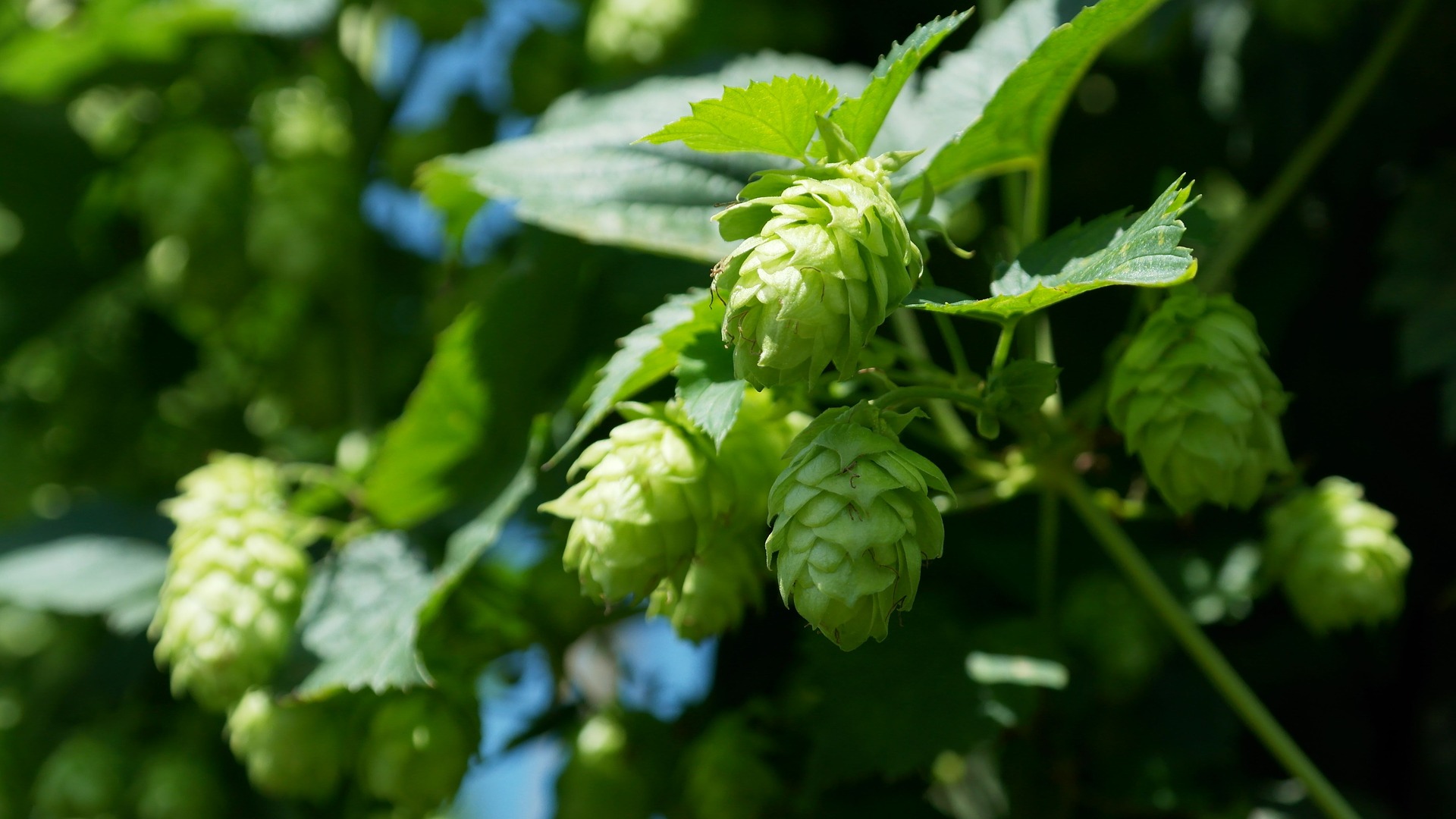 Las nuevas cervezas naturales llegan a nuestro país 1