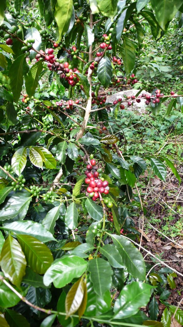 Café geisha. Panamá