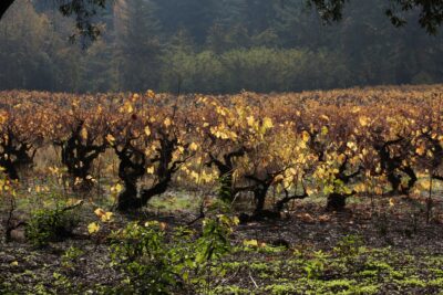 viñedo de Cucha Cucha. Itata