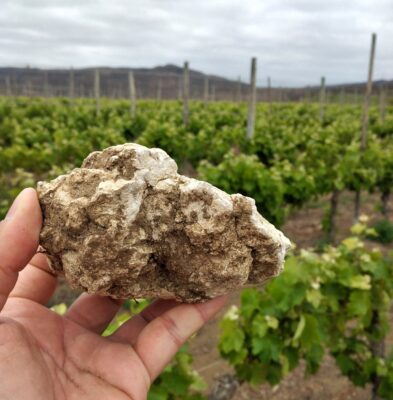 Marcelo Retamal, el enólogo que se atrevió a sacar del molde el vino de Chile 1