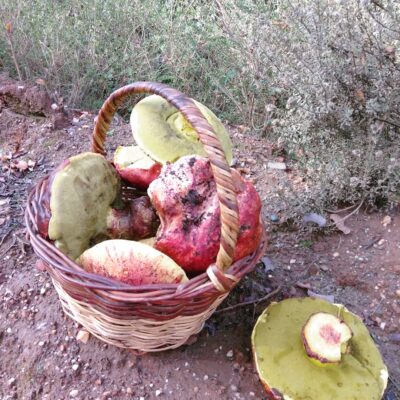 Chile, paraíso de los hongos 1