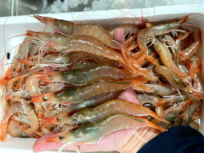 Andalucía en un plato de gambas: Las joyas del Mar de Alborán (I) 3