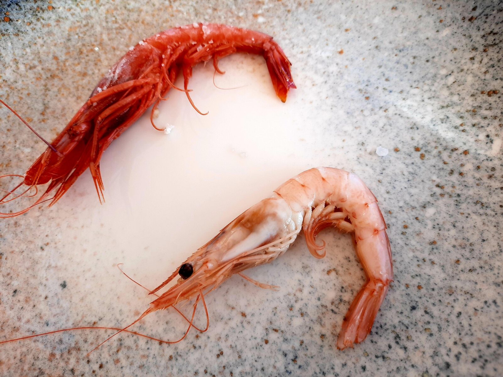 Andalucía en un plato de gambas: Las joyas del Mar de Alborán (I) - 7