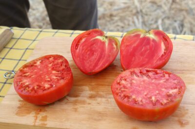 Tomate Huevo Toro del Guadalhorce, vitaminas que alimentan una comarca 4