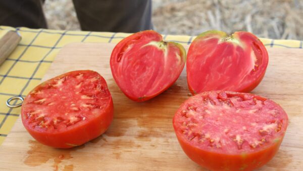 Tomates
