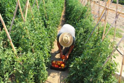 Tomate Huevo Toro del Guadalhorce, vitaminas que alimentan una comarca 1