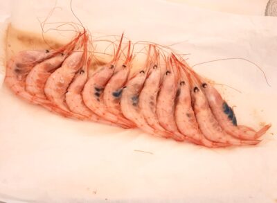 Andalucía en un plato de gambas: Las joyas del Mar de Alborán (I) 7
