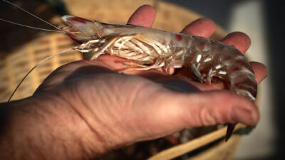 Su majestad el langostino y otros tesoros de Cádiz. Andalucía en un plato de gambas (II) 3