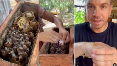 Dabiz Muñoz prueba la miel de las abejas meliponas en México. Foto: redes Dabiz Muñoz