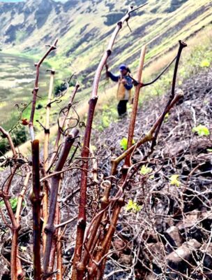 La competencia por el primer vino de Isla de Pascua 3