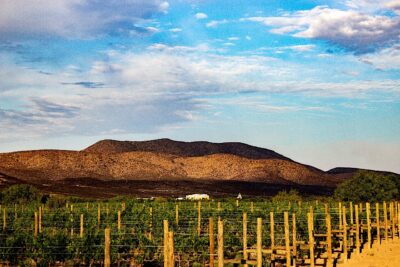 Chihuahua se asoma al futuro del vino mexicano 0