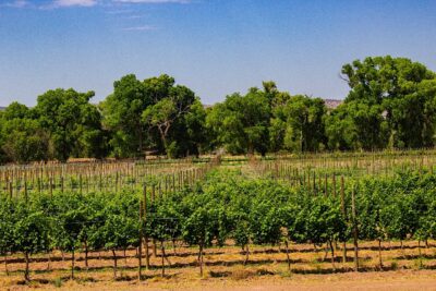 Chihuahua se asoma al futuro del vino mexicano 2