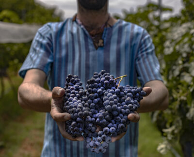 Chihuahua se asoma al futuro del vino mexicano 1