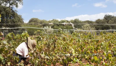 Vendimia de la petit verdot. Foto: Cortijo Los Aguilares