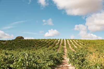 Viñedo en Bodegas Leda. Foto: Bodegas Leda.