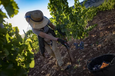 Trabajan solo con uvas de cosecha propia, que recogen a mano