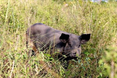 El cerdo pelón, un manjar de cepa mexicana 3
