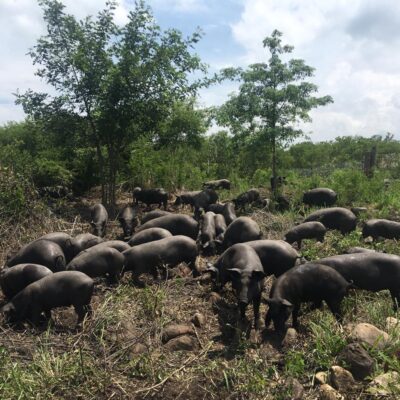 El cerdo pelón, un manjar de cepa mexicana 0