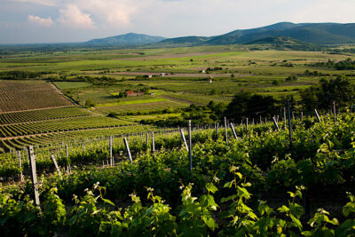 Tokaj, la tierra de los vinos inmortales 1