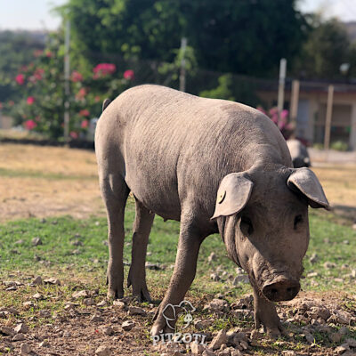 El cerdo pelón, un manjar de cepa mexicana 1