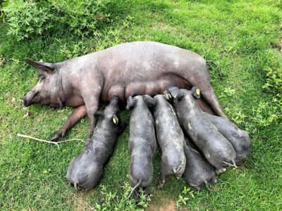 El cerdo pelón, un manjar de cepa mexicana 2
