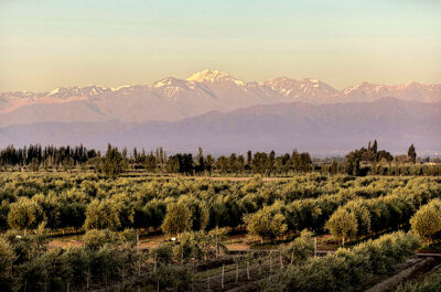 Olivares de Familia Zuccardi en Maipu, Mendoza. En el fondo la Cordillera de los Andes