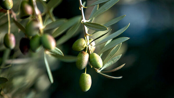 Olivas de Aceites Varietales Familia Zuccardi