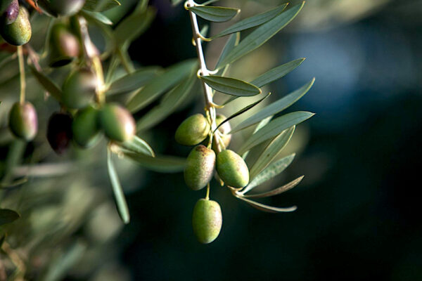 Olivas de Aceites Varietales Familia Zuccardi