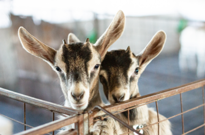 cabras en La Cabezuela