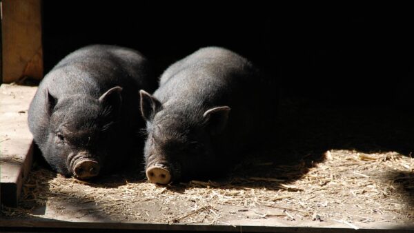 Lechones descansando