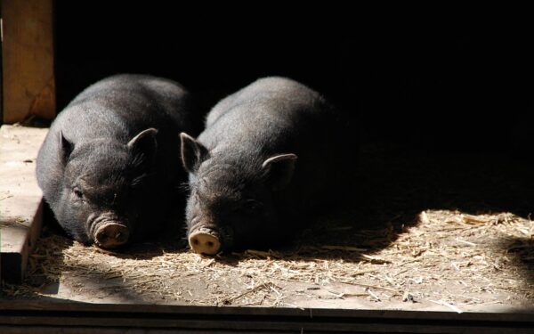 Lechones descansando