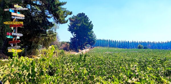 viñedos de Itata rodeados de pinos