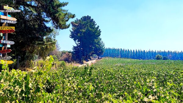 viñedos de Itata rodeados de pinos