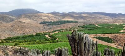 Vista panorámica del vñedo de Talinay.