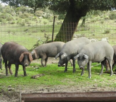 Una de las razas en peligro de extinción es el cerdo torbiscal. 