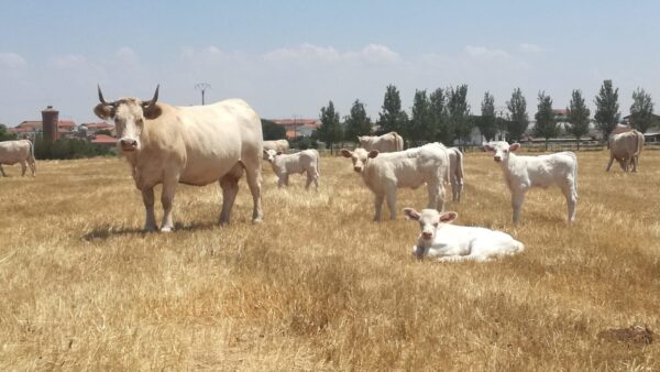 En su granja, Rocío alberga 300 vacas. Foto: Rocío Alonso